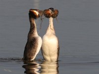 Die hofmakery 14 : frieda